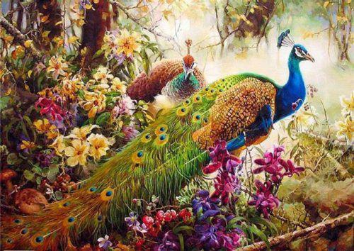 Colorfull Birds